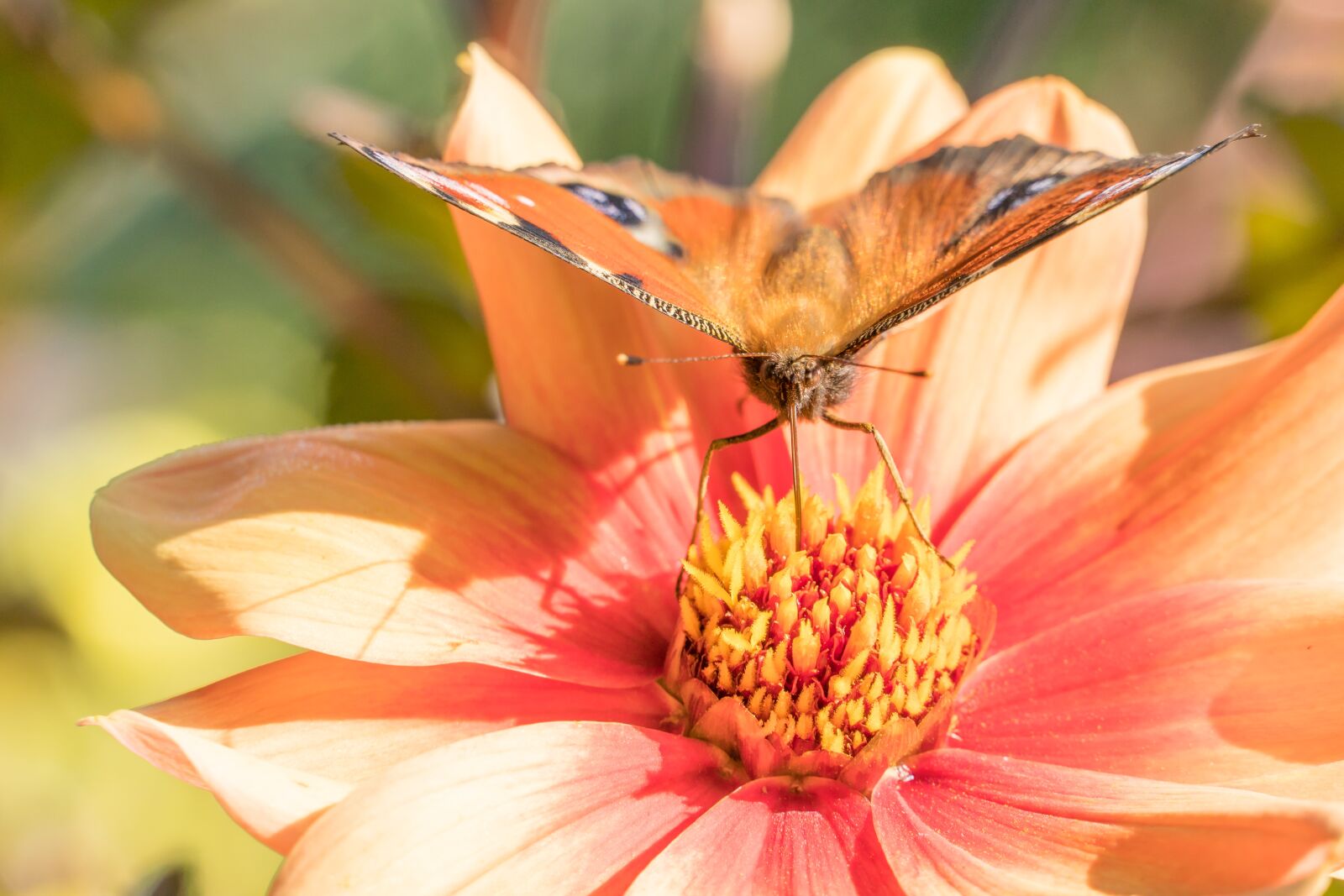 Sony a6500 sample photo. Butterfly, flower, pollination photography