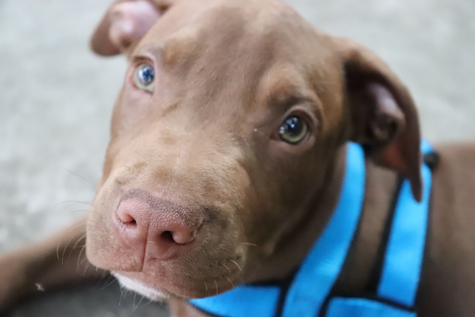 Canon EOS 200D (EOS Rebel SL2 / EOS Kiss X9) sample photo. Pitbull, puppy, dog photography