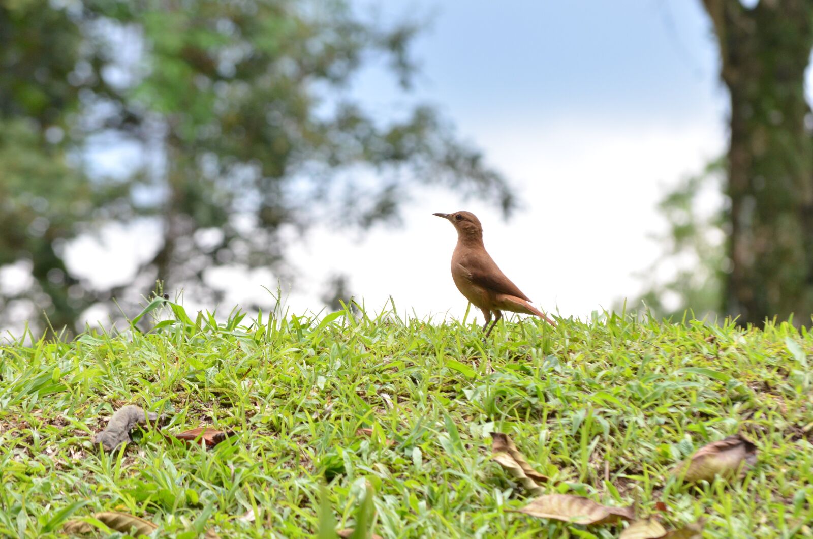 Nikon D5100 sample photo. Bird, brazilian bird, nature photography