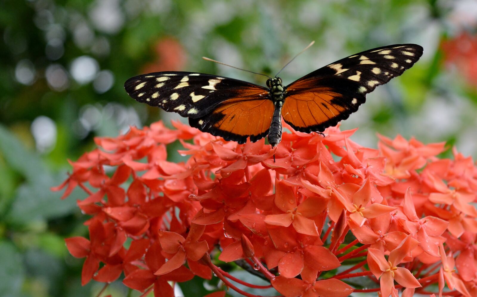 Nikon D5200 sample photo. Butterfly, blossom, bloom photography