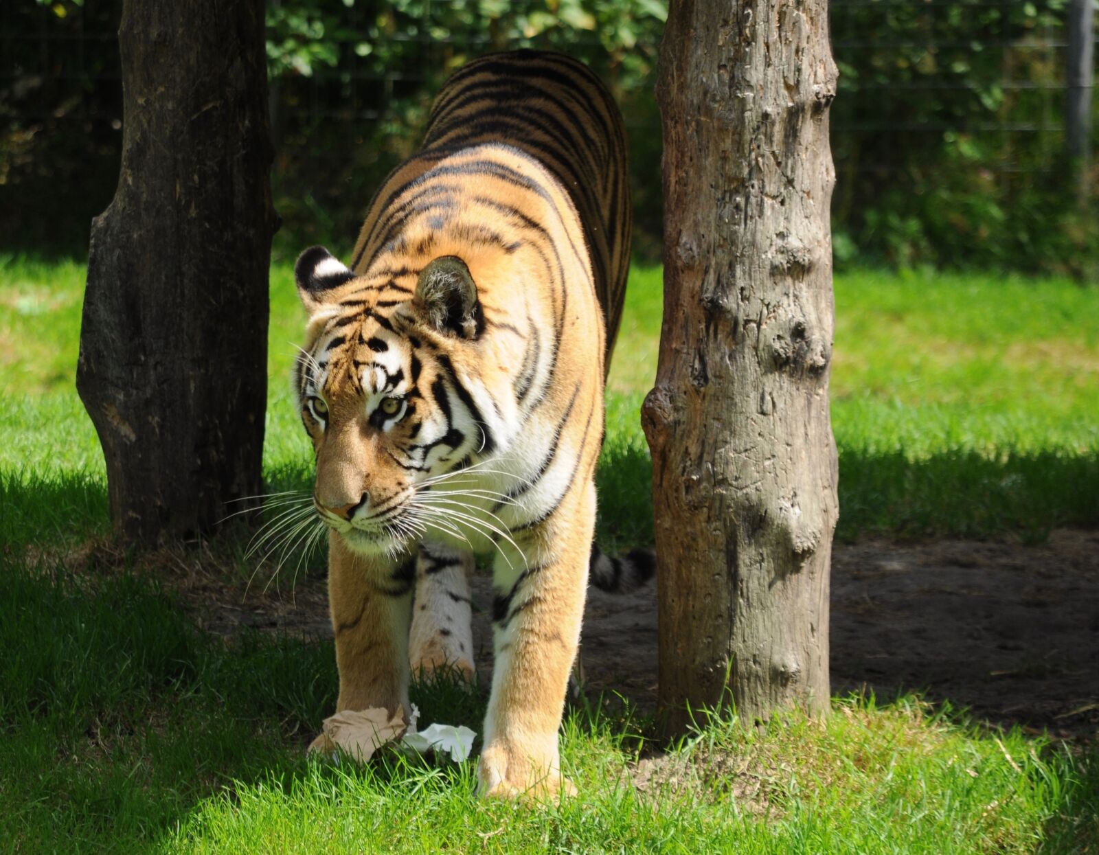 Nikon D5000 sample photo. Tiger, zoo, big cat photography