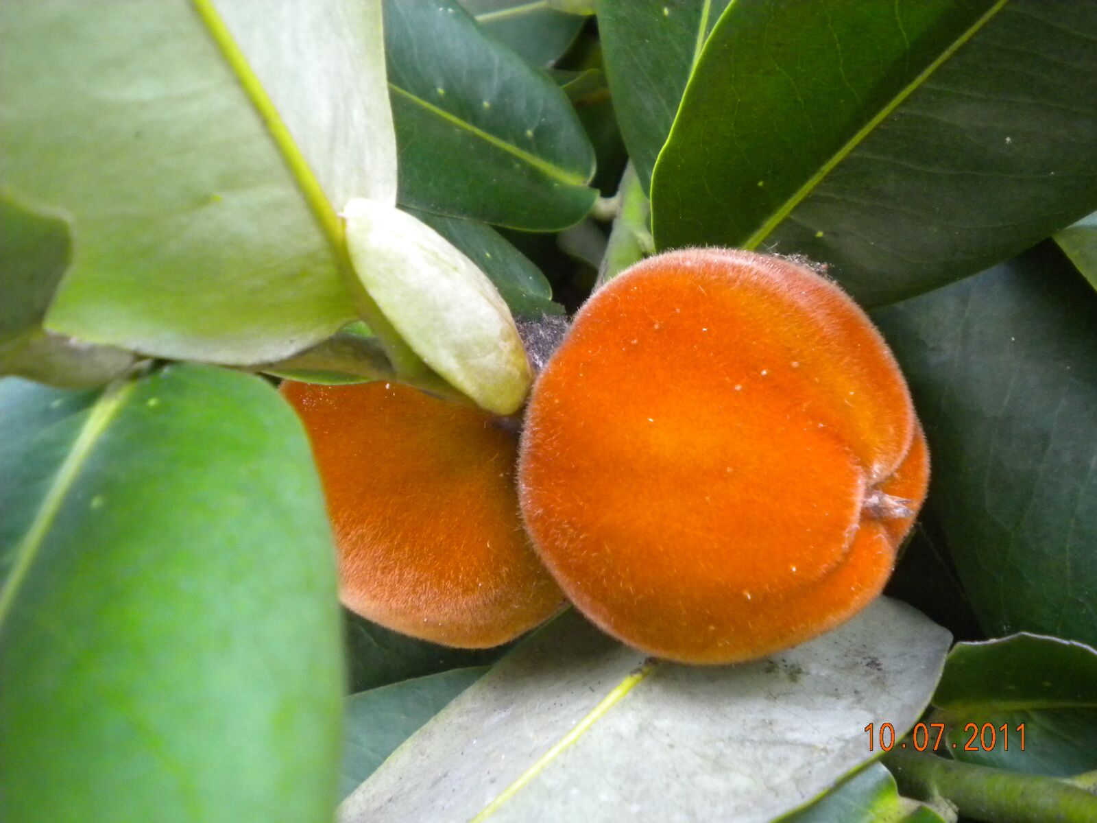 Nikon Coolpix S220 sample photo. Fruit, ornamental, malaysia photography