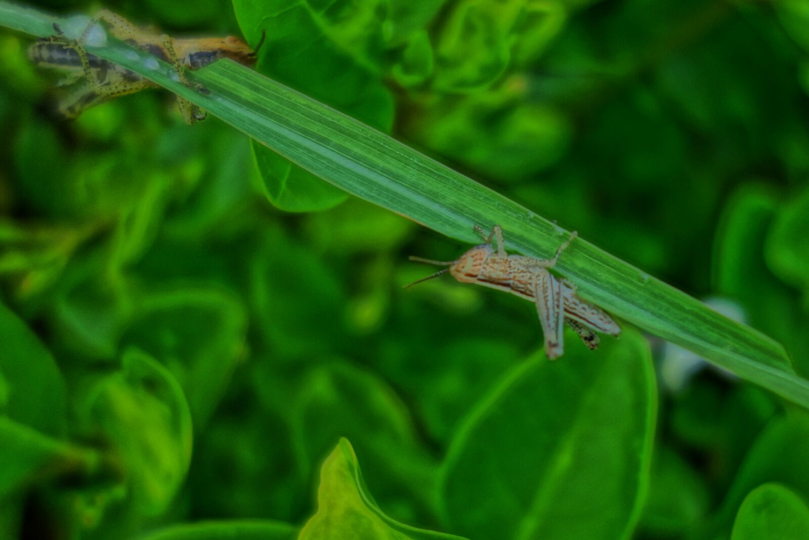 Sony Cyber-shot DSC-RX100 sample photo. Grasshopper, insect photography