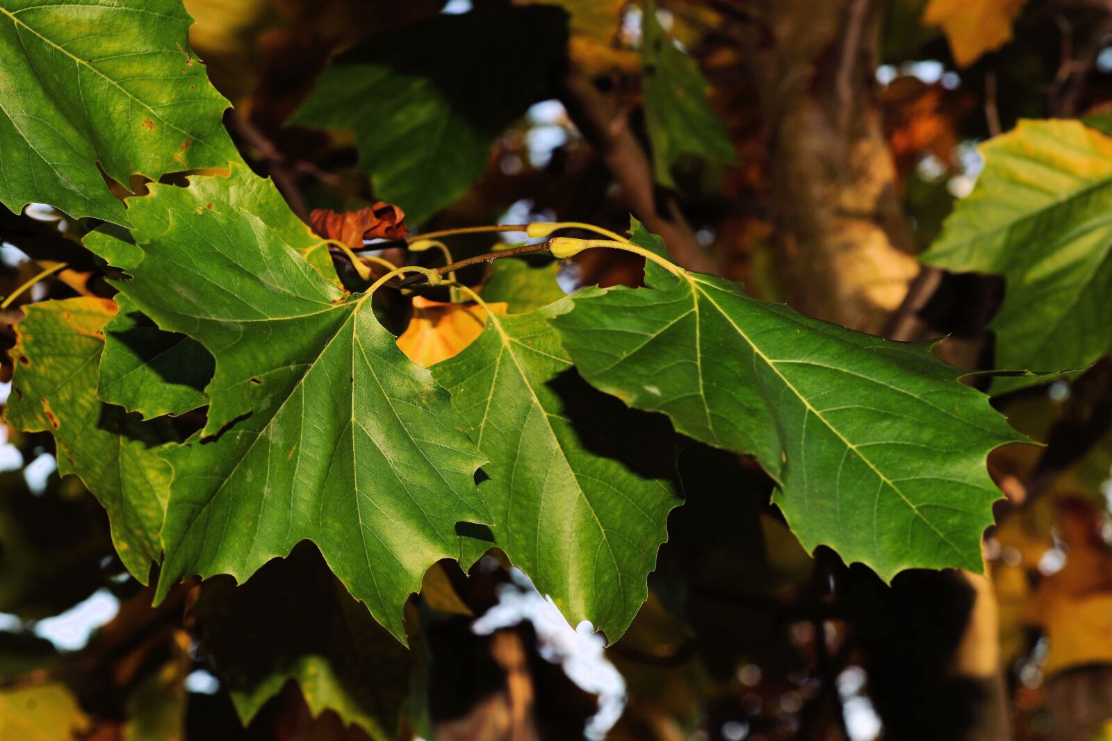 Sony Alpha DSLR-A850 sample photo. Maple, maple tree, maple photography