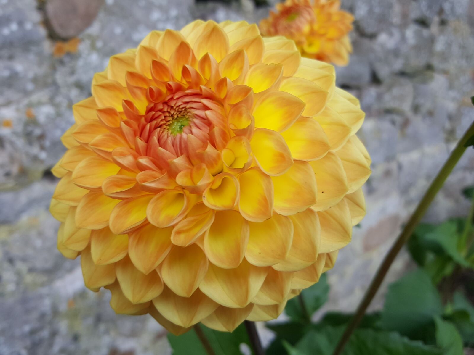 Samsung Galaxy S6 sample photo. Nature, flora, flower photography