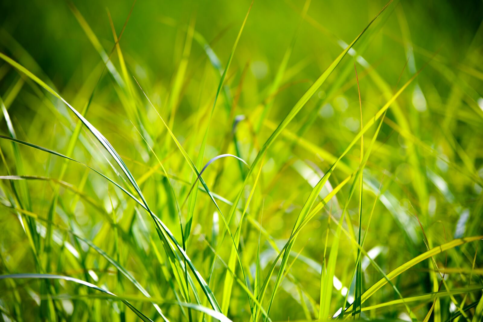 Nikon D750 sample photo. Grass, field, the background photography