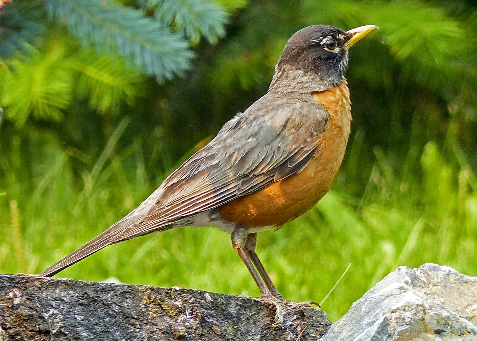 Panasonic Lumix DMC-FZ200 sample photo. Bird, wildlife, nature photography