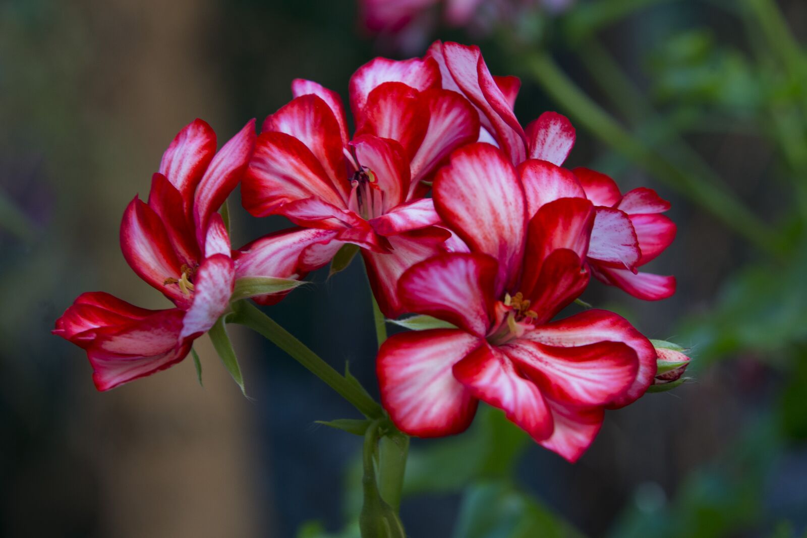 Nikon D7100 sample photo. Flower, geranium, red flower photography