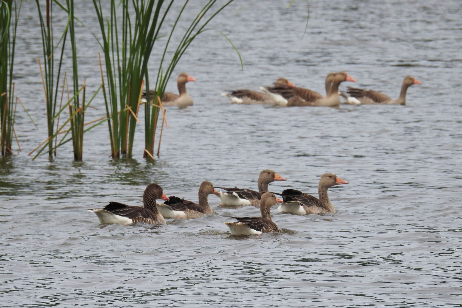 Nikon Coolpix P900 sample photo. Waterfowl, geese, lake photography
