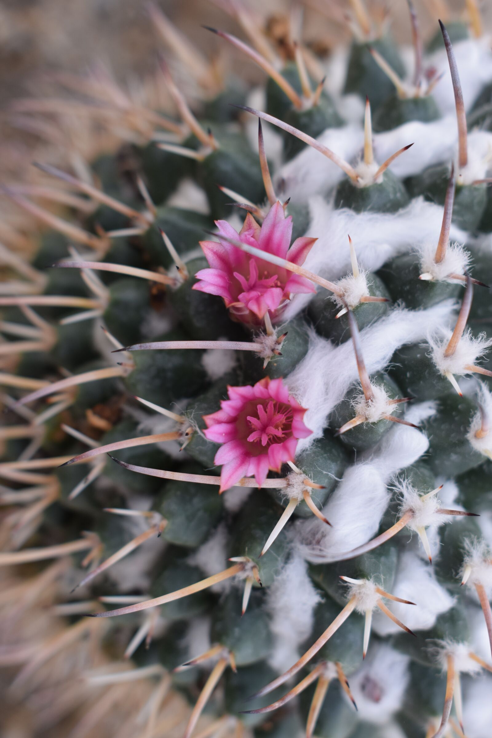 Nikon D3300 sample photo. Cactus, plant, plants photography