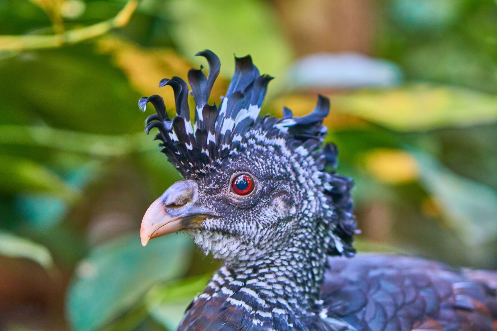 ZEISS Batis 85mm F1.8 sample photo. Bird, nature, animal photography