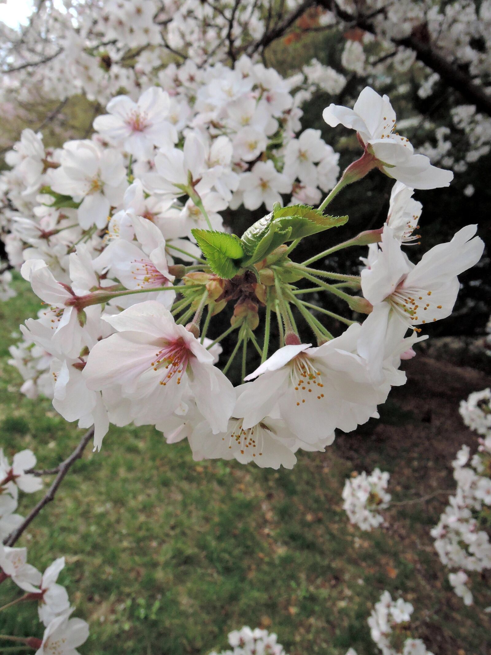Nikon Coolpix P340 sample photo. Flowers, plants, cherry tree photography