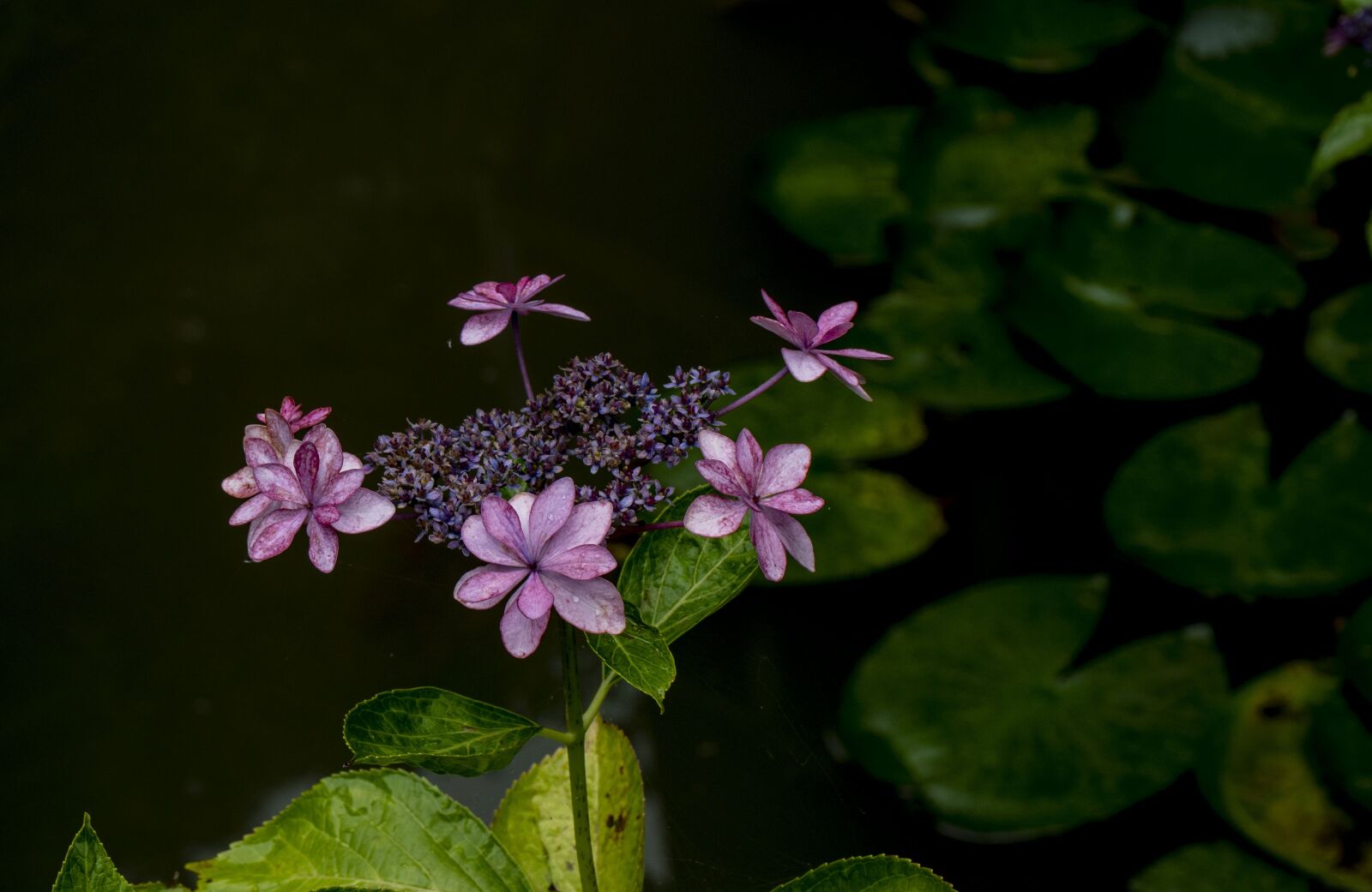 Panasonic Leica DG Macro-Elmarit 45mm F2.8 ASPH OIS sample photo. Pond, hydrangea, water lily photography