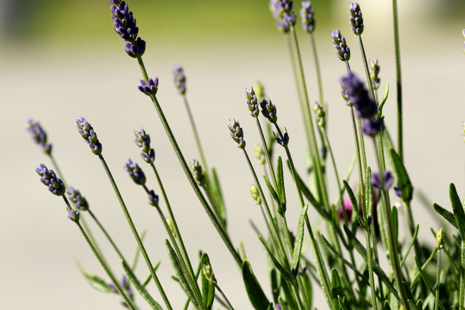 Canon EOS 7D Mark II + Canon EF 135mm F2L USM sample photo. Flower, garden flower, nature photography