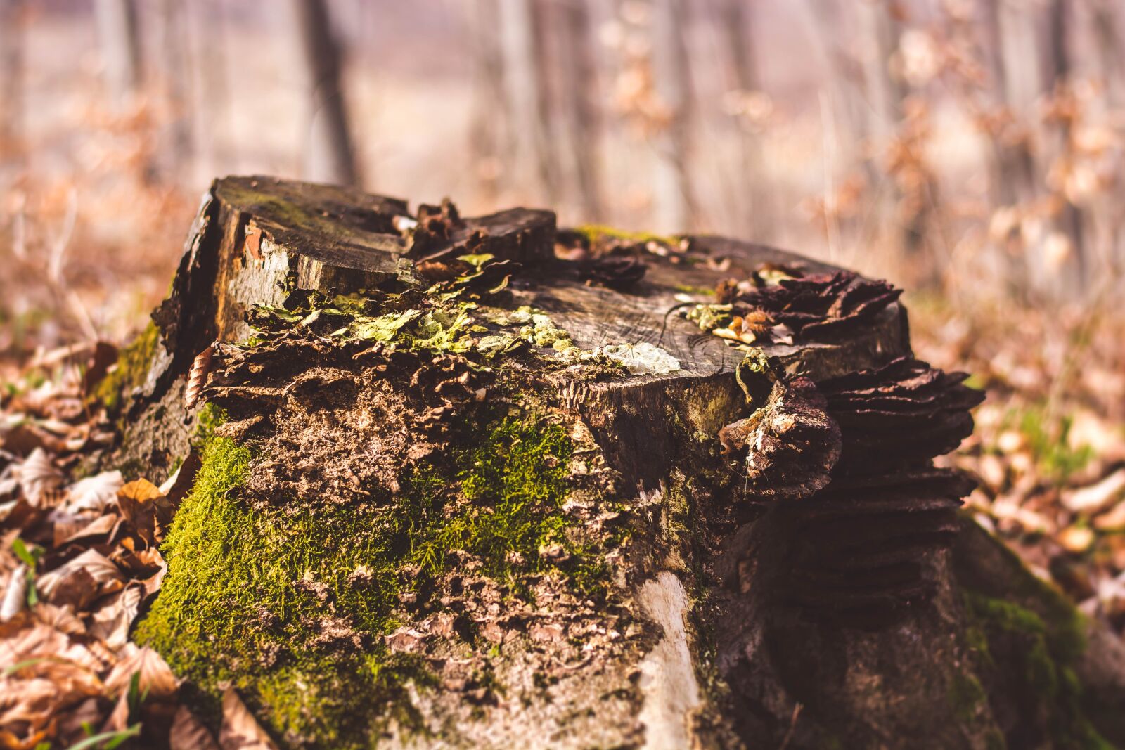 Nikon D7100 sample photo. Nature, wood, forrest photography
