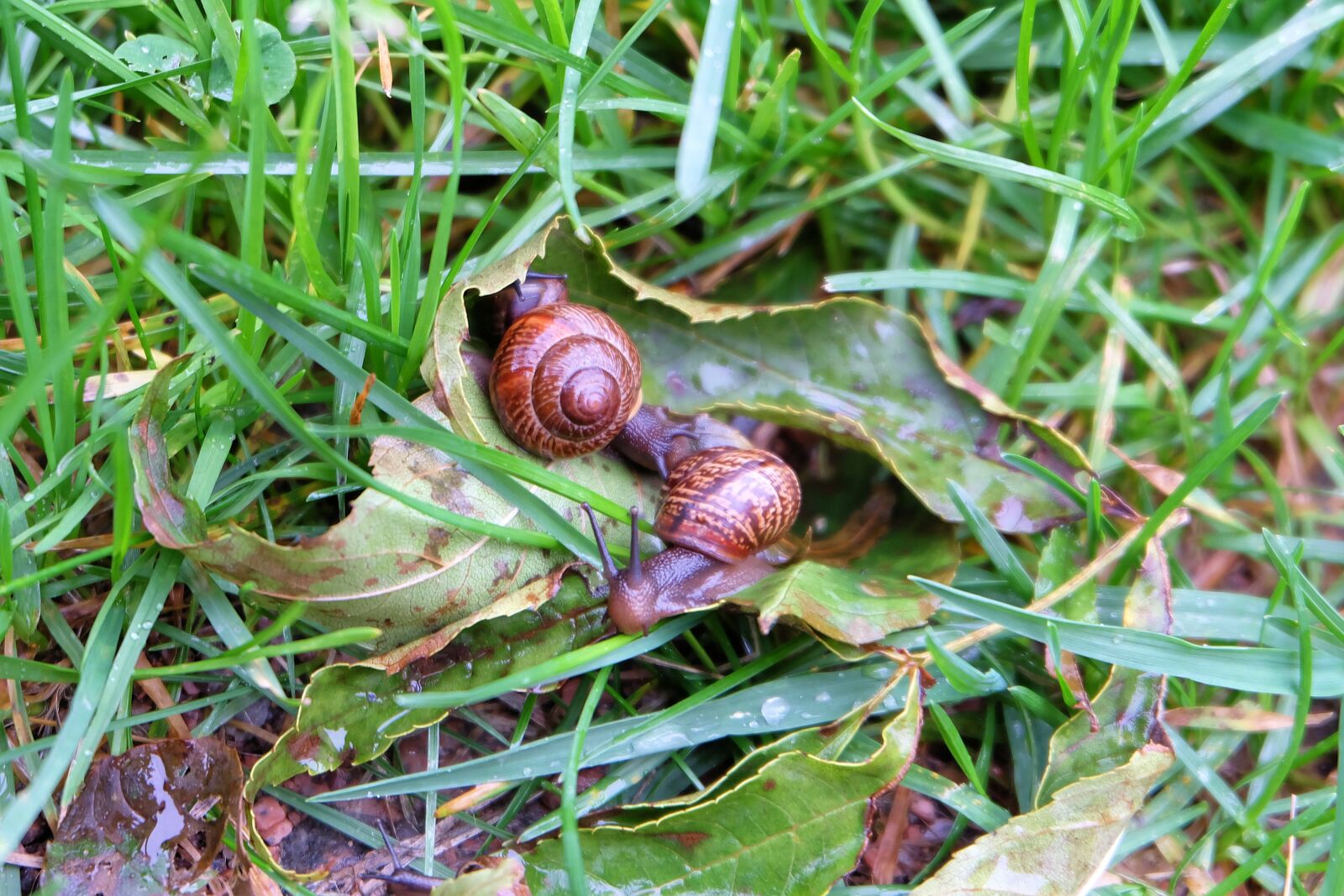 Fujifilm X-A2 + Fujifilm XC 16-50mm F3.5-5.6 OIS II sample photo. Snail, grass, slug photography