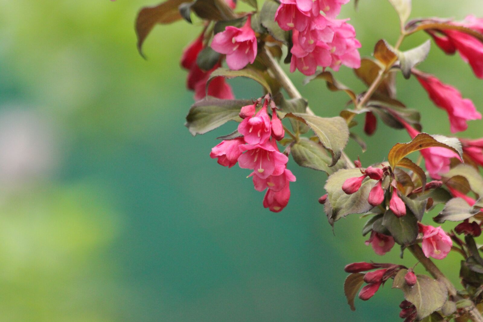 Canon EOS 650D (EOS Rebel T4i / EOS Kiss X6i) sample photo. Weigela, shrub, bloom photography