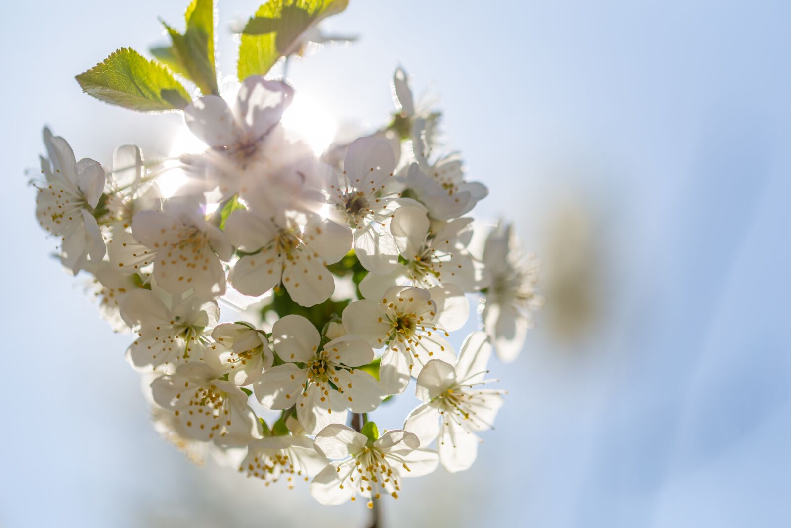 Canon EF 100mm F2.8L Macro IS USM sample photo. Bleed, sun, spring photography