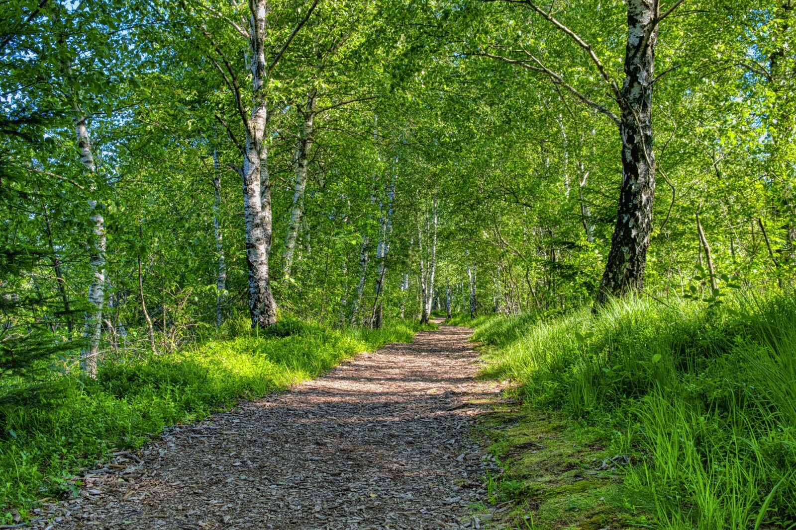 Nikon D7500 sample photo. Away, path, forest photography