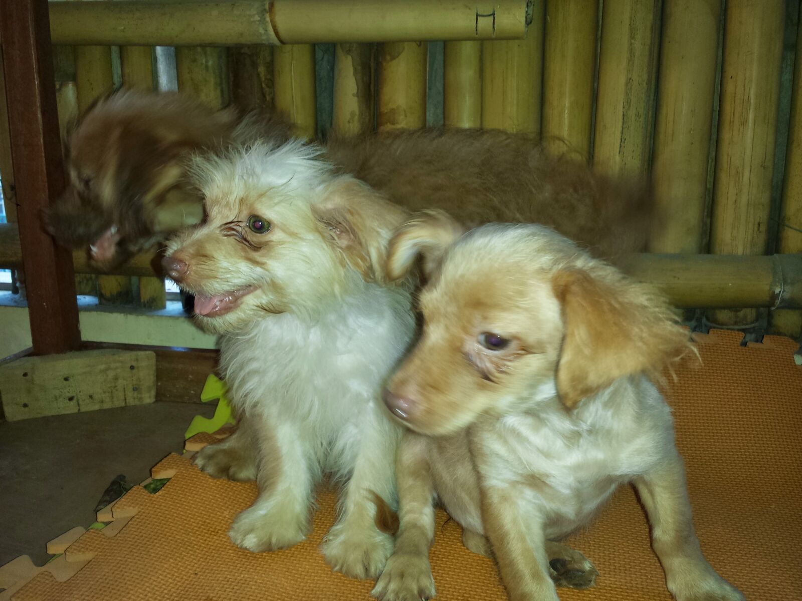 Samsung Galaxy S4 sample photo. Pets, dog, puppies photography