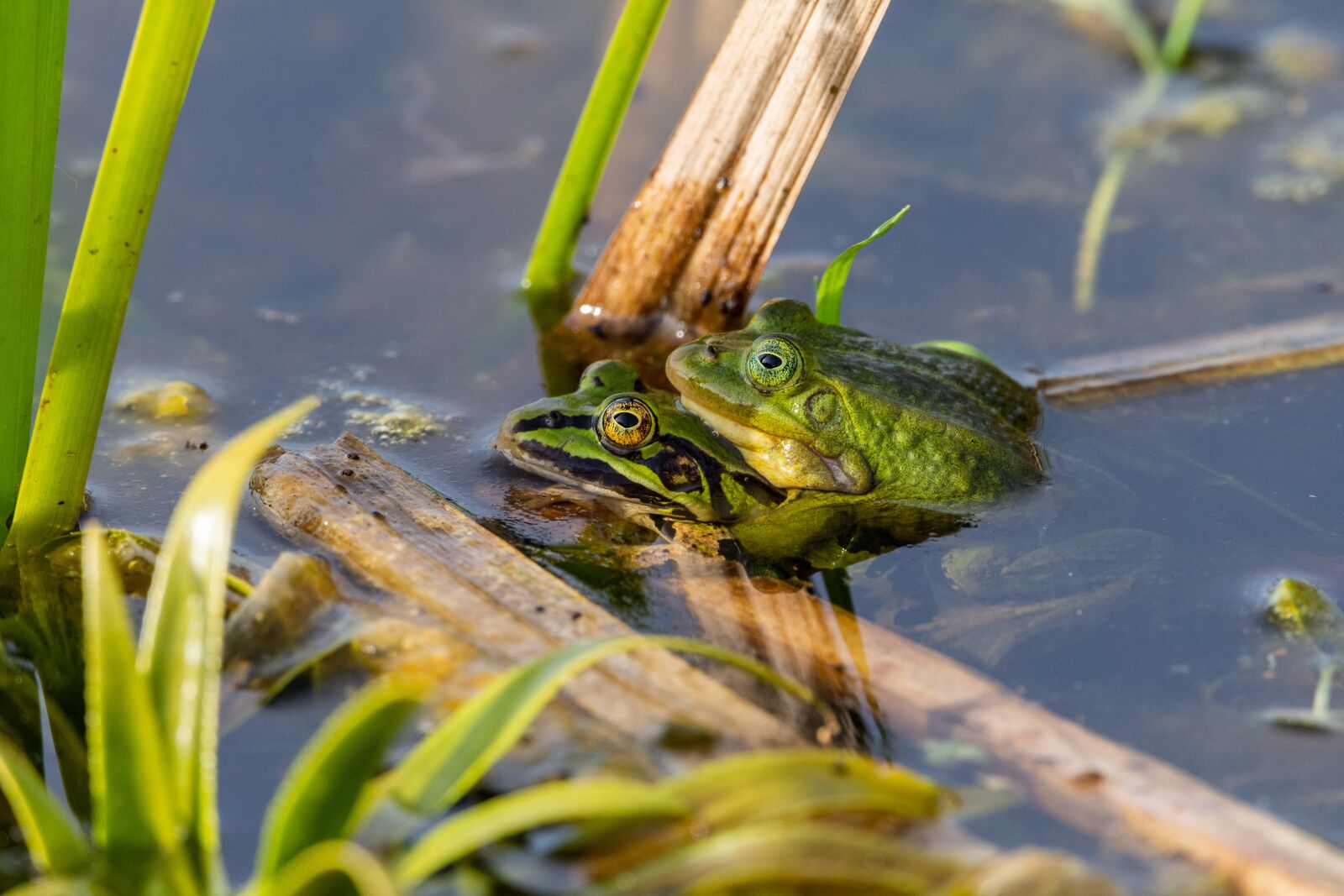 Nikon D7200 sample photo. Frog, water, animal photography