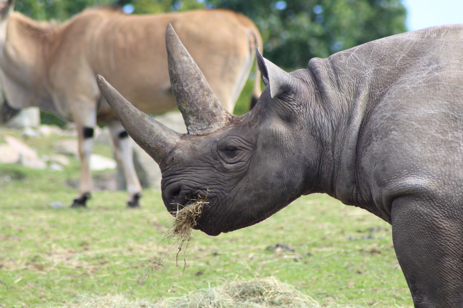 Canon EOS 1300D (EOS Rebel T6 / EOS Kiss X80) sample photo. Black rhino, ree park photography