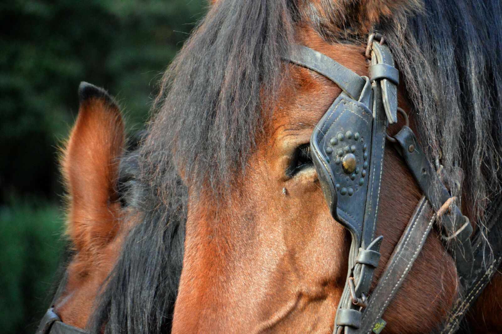 Nikon D3200 sample photo. Horse, animal, horseback riding photography