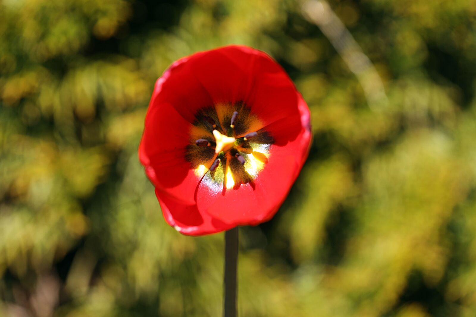 Canon EOS R sample photo. Tulip, flower, garden photography