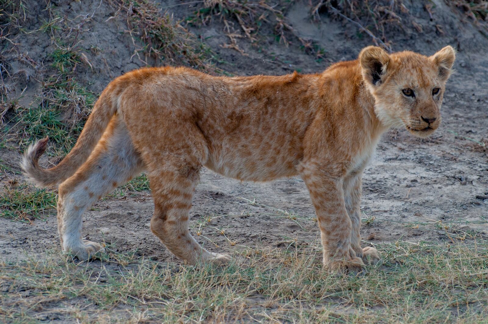 Nikon D5000 sample photo. Animal, african, cub photography