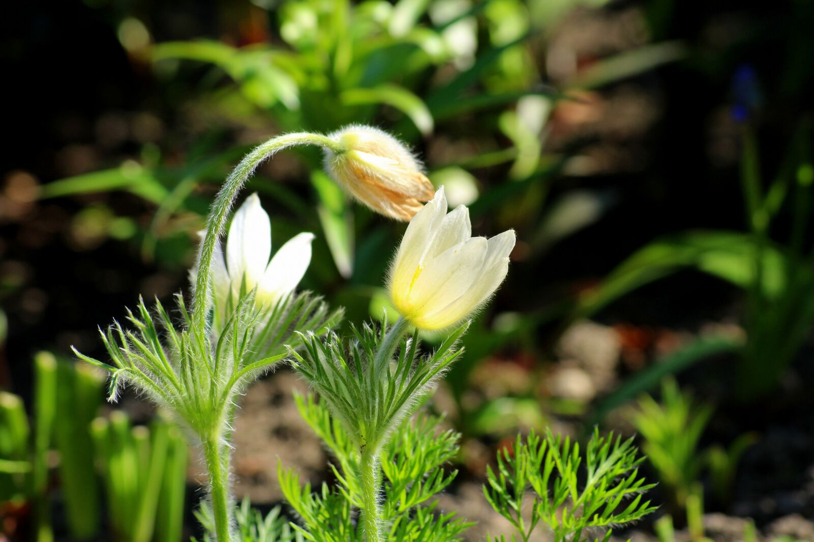 Canon EOS 1200D (EOS Rebel T5 / EOS Kiss X70 / EOS Hi) sample photo. Sasanka, sasanki, spring flowers photography
