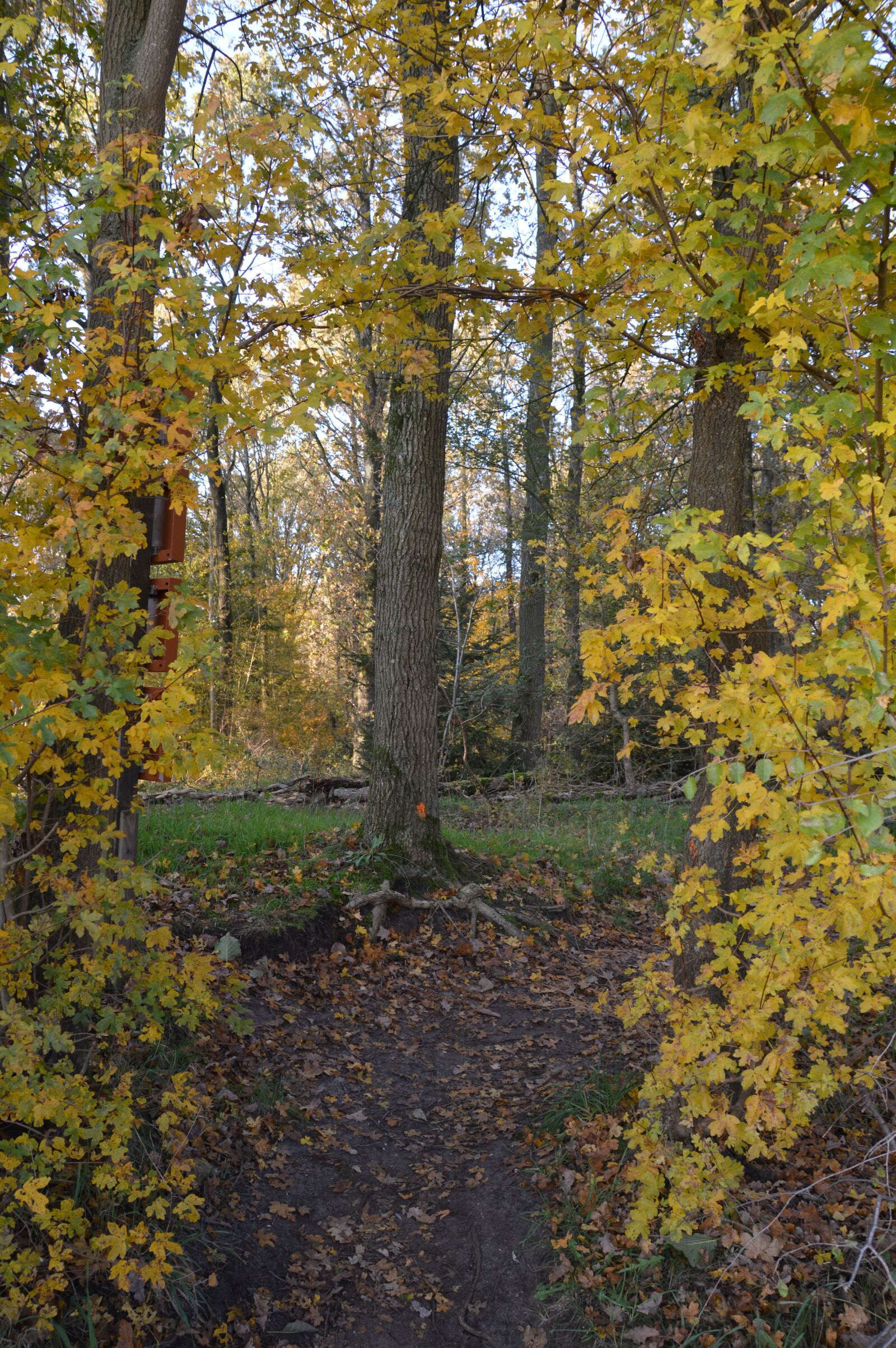 Nikon D3200 sample photo. Autumn, leaves, nature photography