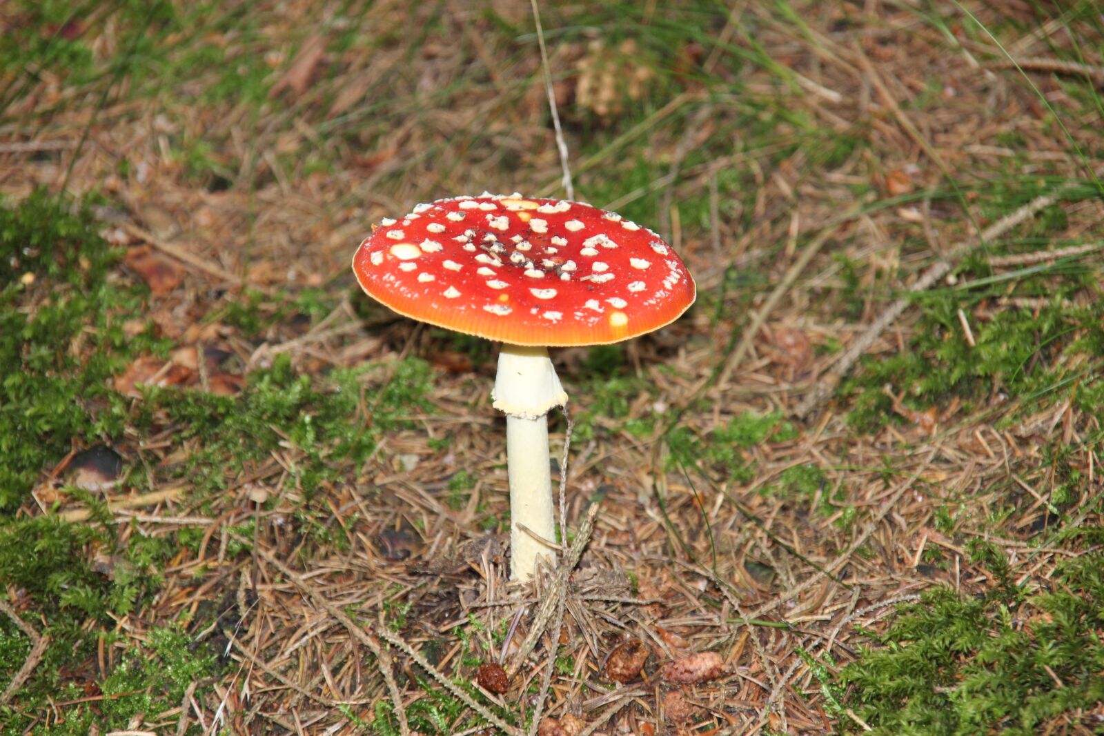 Canon EOS 600D (Rebel EOS T3i / EOS Kiss X5) sample photo. Fly agaric, mushroom, nature photography