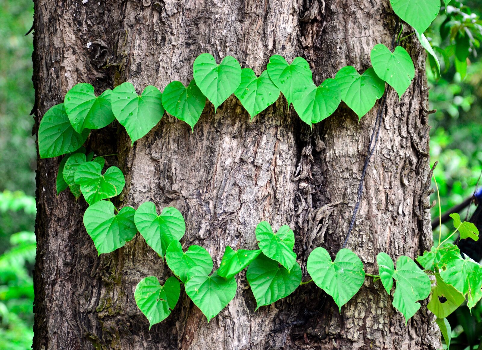 Nikon D7000 sample photo. Tree, green, the leaves photography