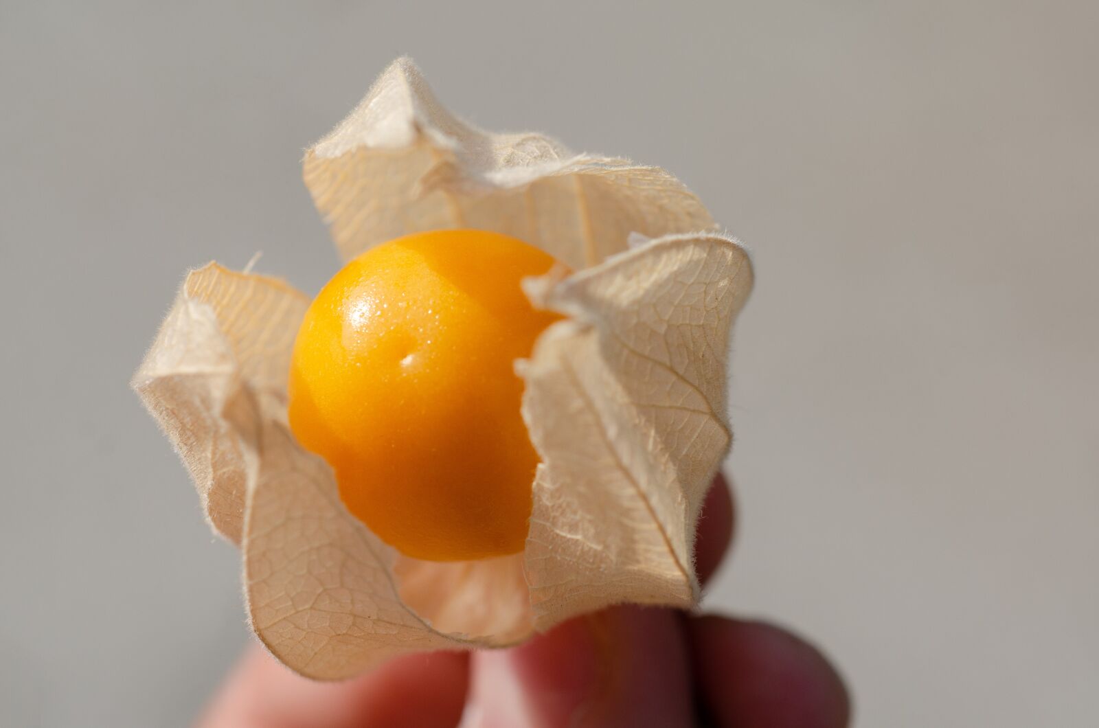 Nikon D7000 sample photo. Physalis, cape gooseberry, andes photography