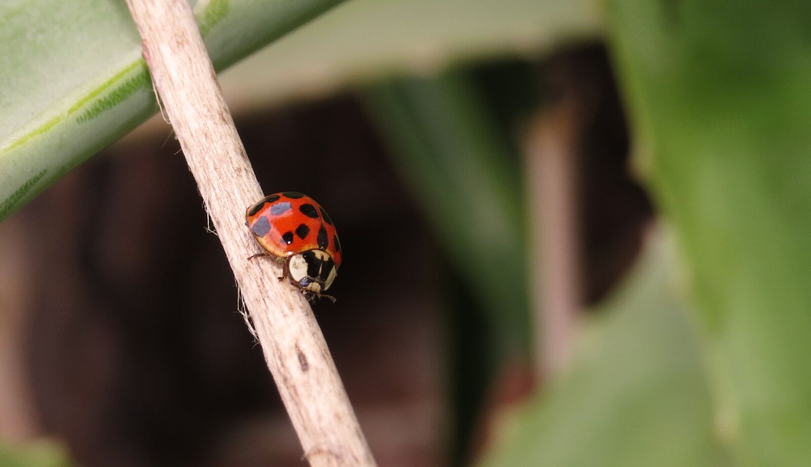 Canon PowerShot SX50 HS sample photo. Insect, coccinellidae, beetle photography