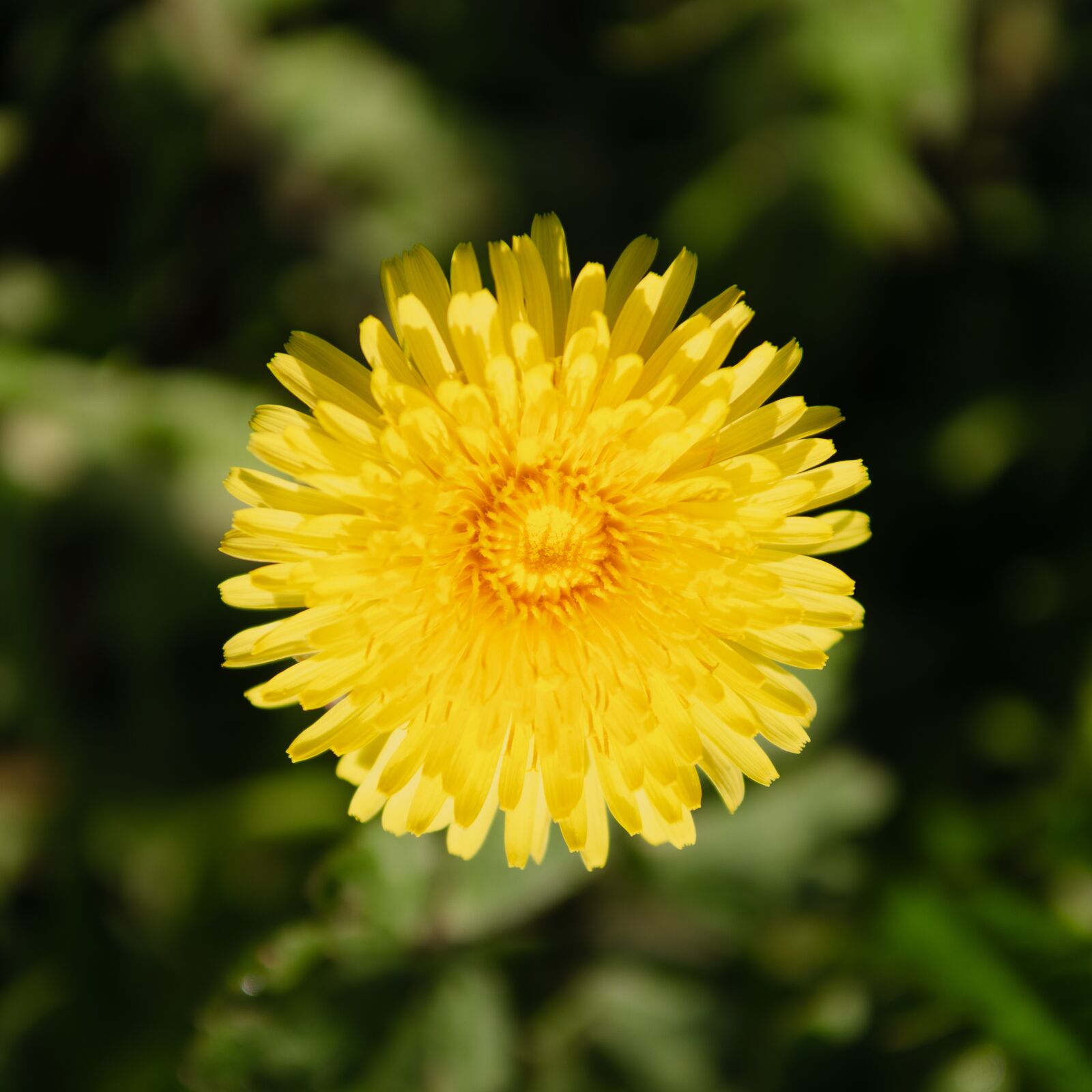 Nikon D7000 sample photo. Flower, yellow, dandelion photography