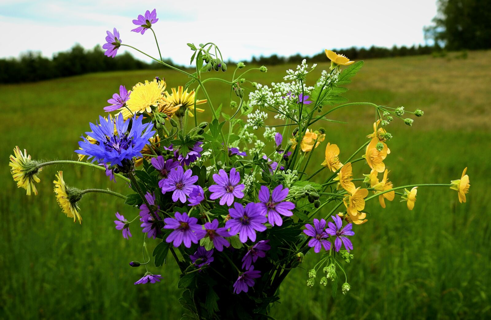 Nikon Coolpix P900 sample photo. Flowers, meadow, bouquet photography