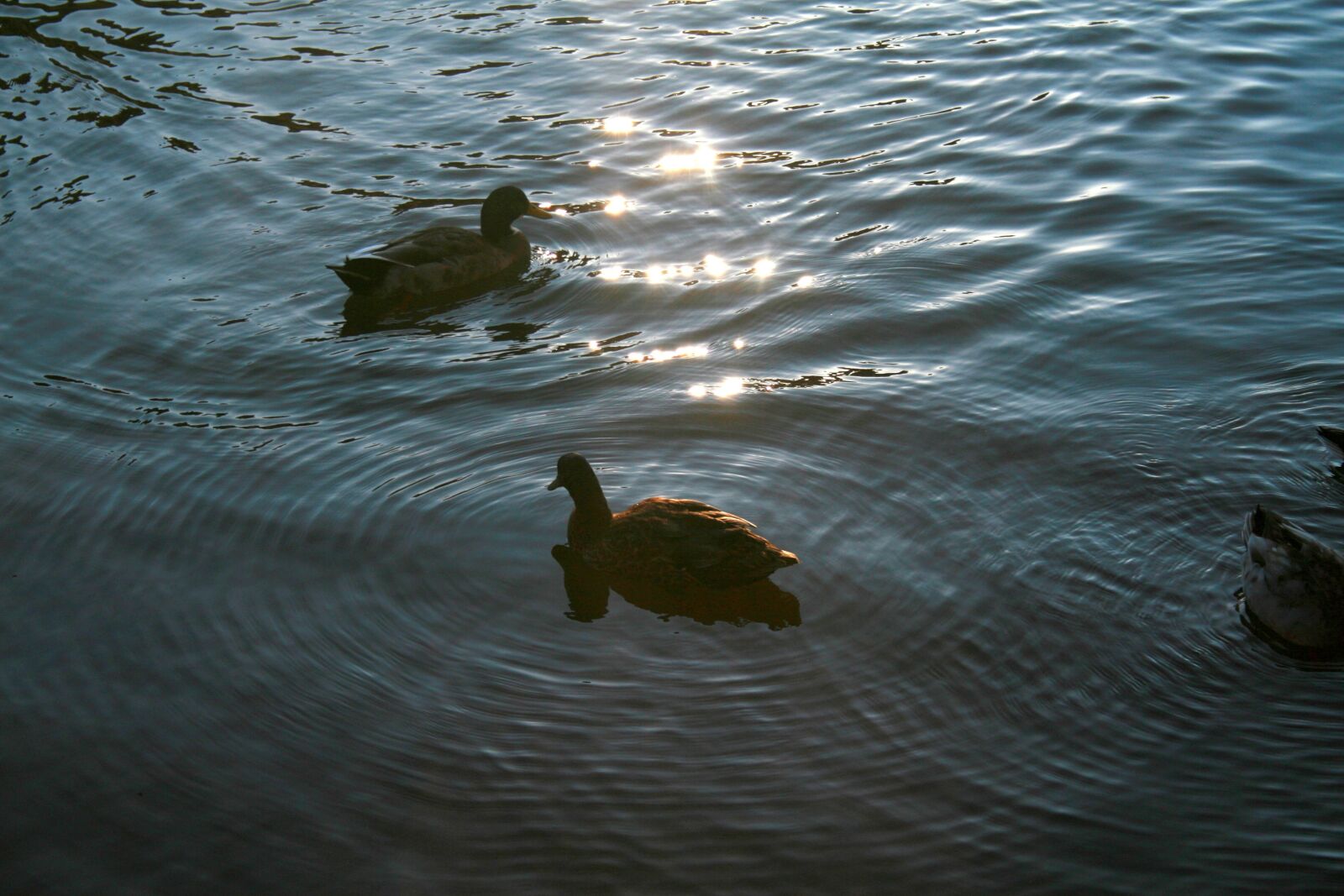 Canon EOS 30D sample photo. Ducks, animal, bird photography