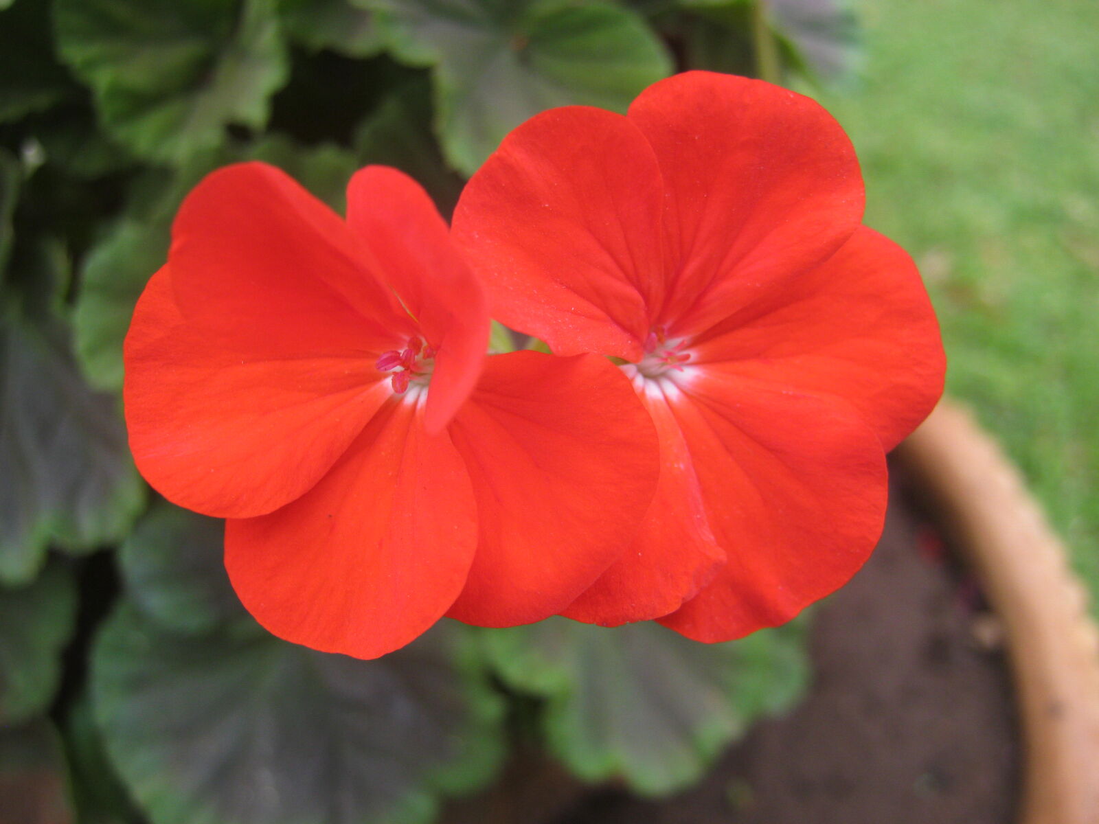 Canon PowerShot A800 sample photo. Beautiful, flowers, flower, flower photography