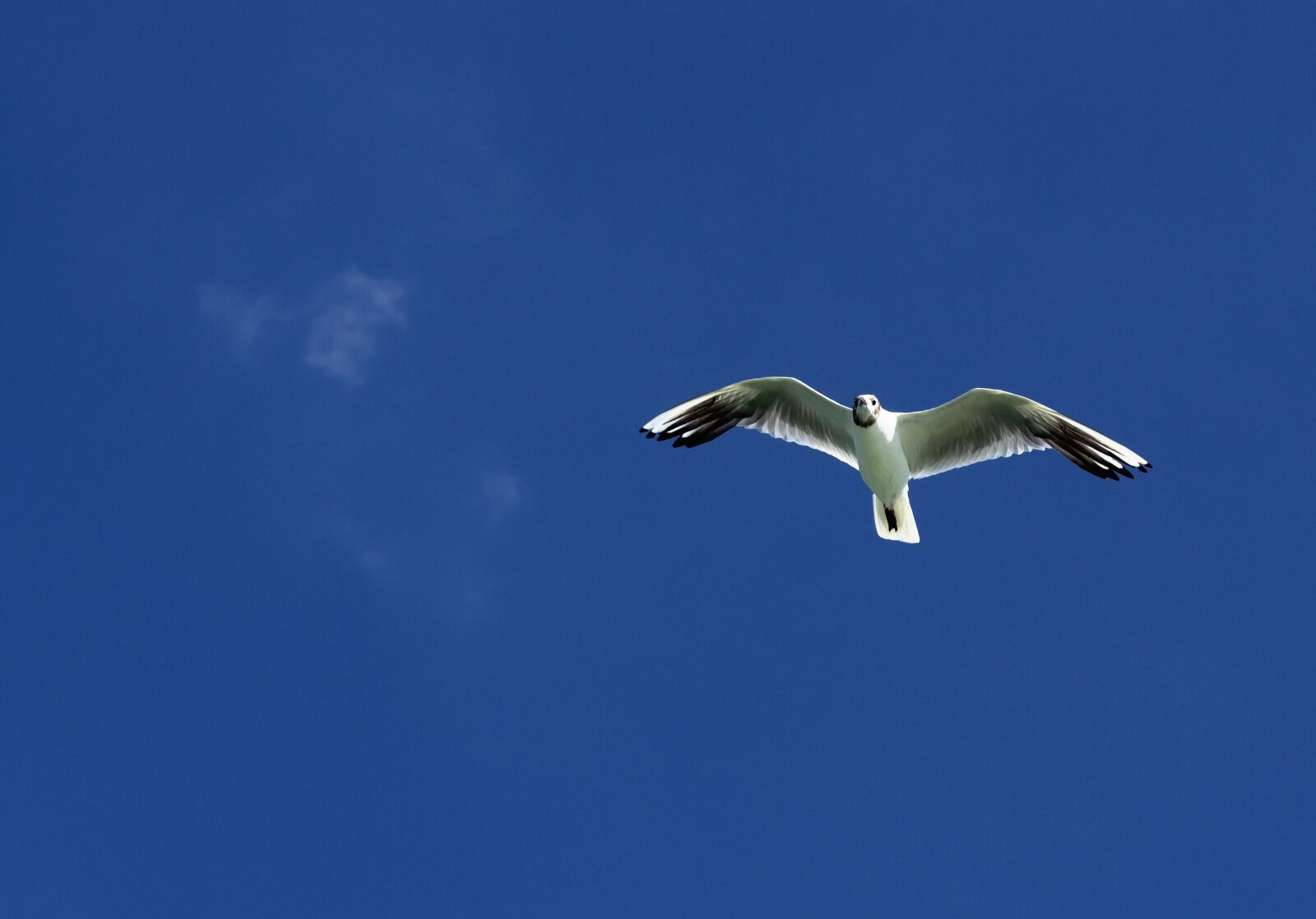 Canon EOS 1300D (EOS Rebel T6 / EOS Kiss X80) sample photo. Seagull, gull, flying photography