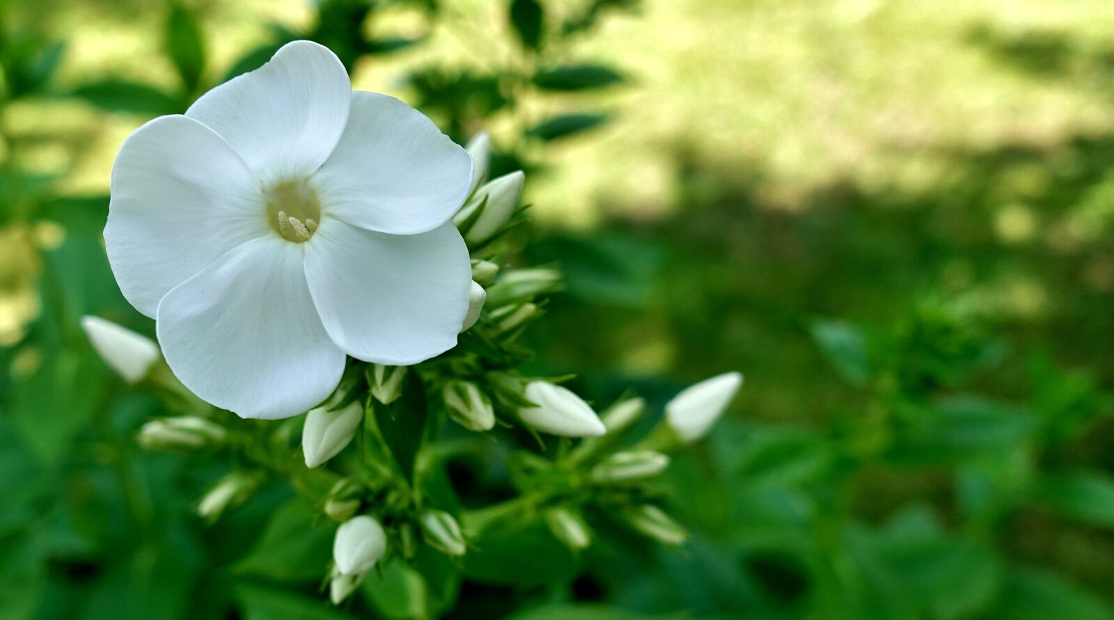 Sony DSC-RX100M5 sample photo. Flower, white, summer photography