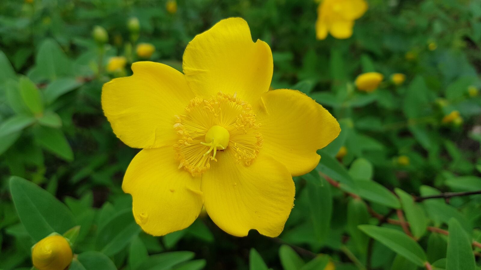 Samsung Galaxy S8+ sample photo. Hertshooi, flower, garden plant photography