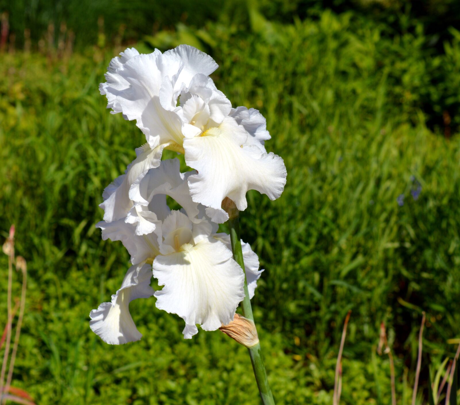 Nikon D3200 sample photo. Iris, blossom, bloom photography