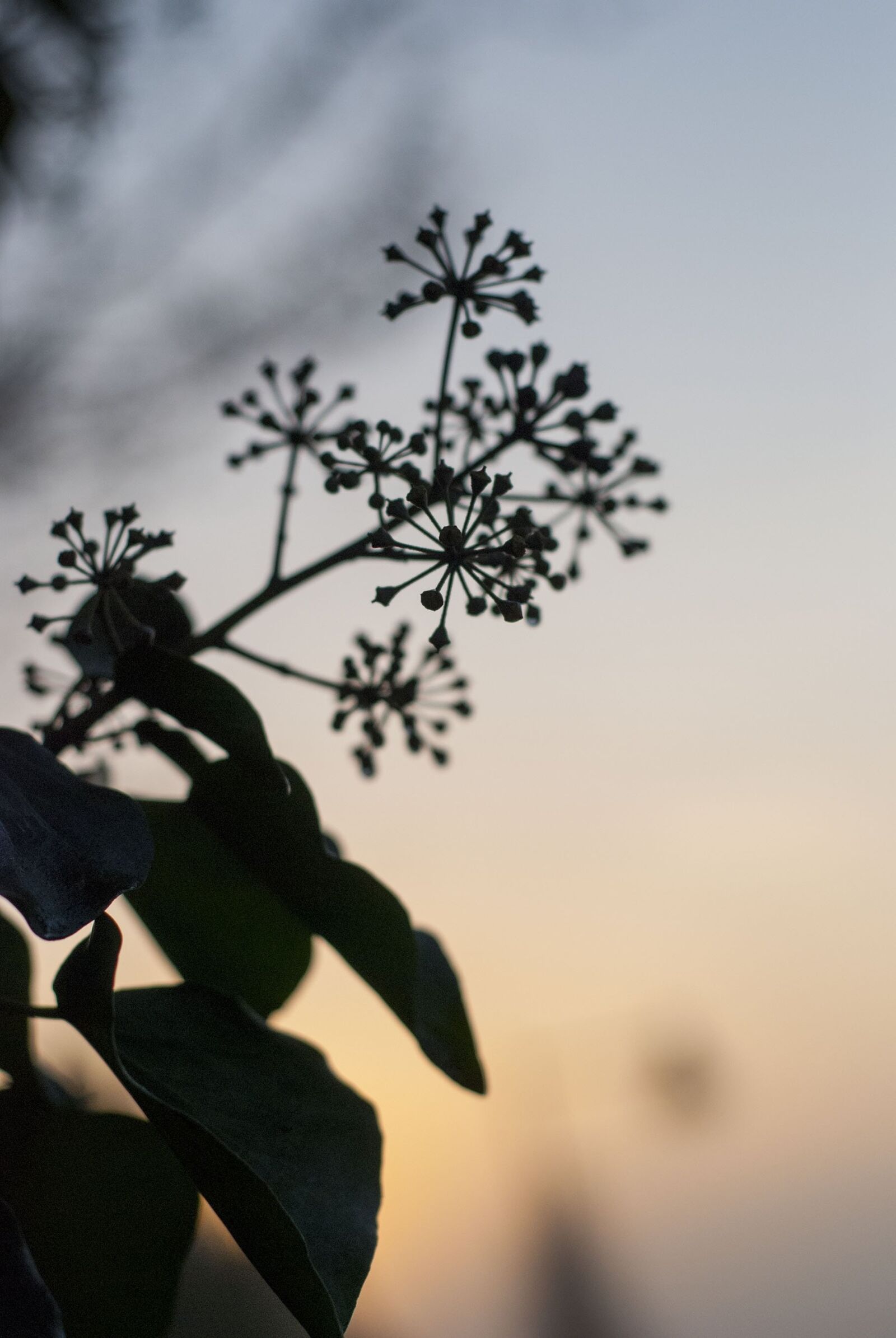 Nikon D40X sample photo. Nature, plant, sky photography