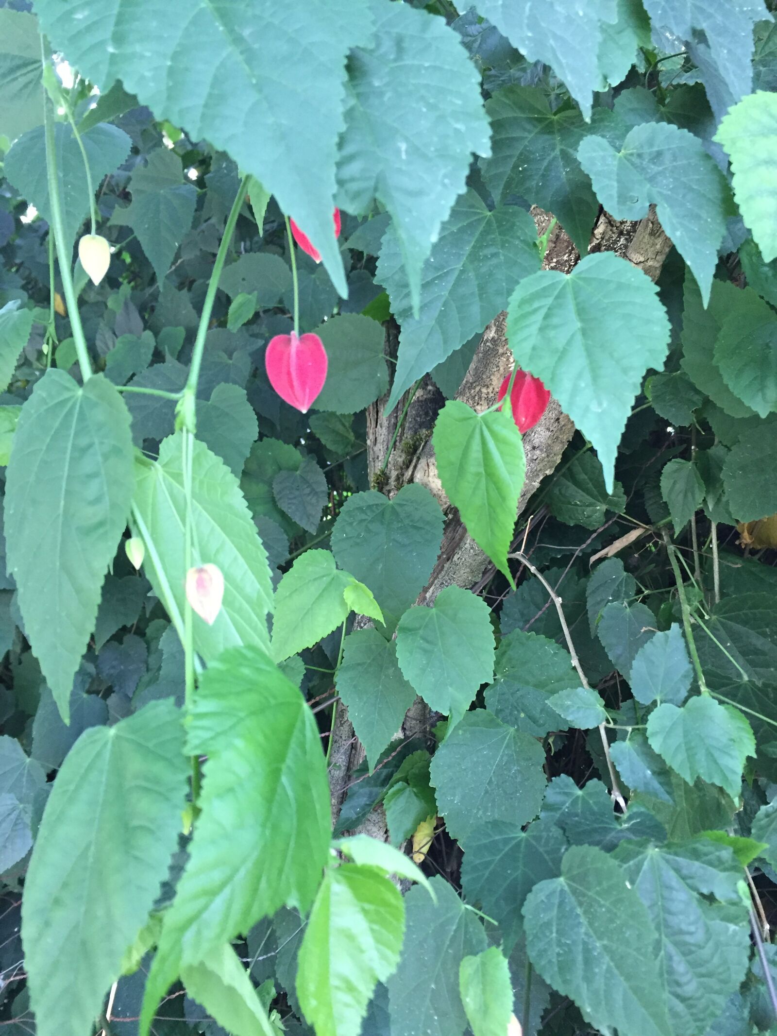 iPhone 6 back camera 4.15mm f/2.2 sample photo. Green, nature, leaves photography