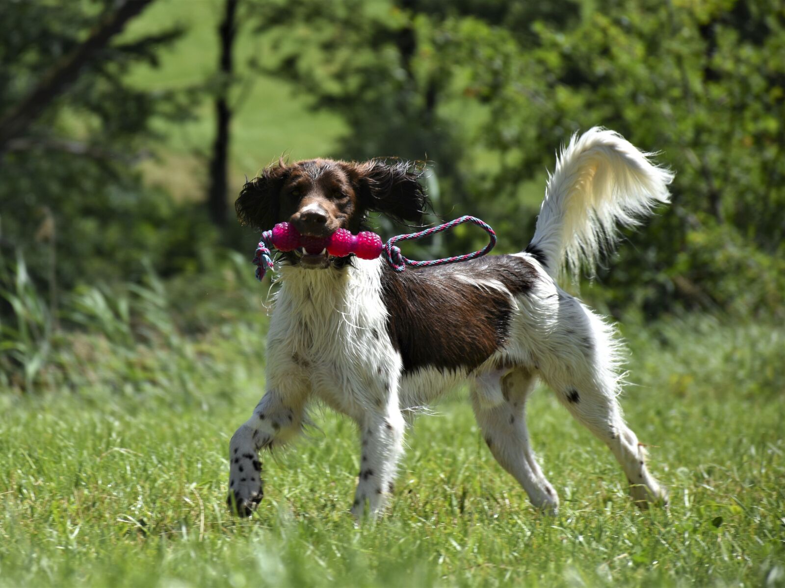 Nikon D7200 sample photo. Dog, m nsterl nder photography
