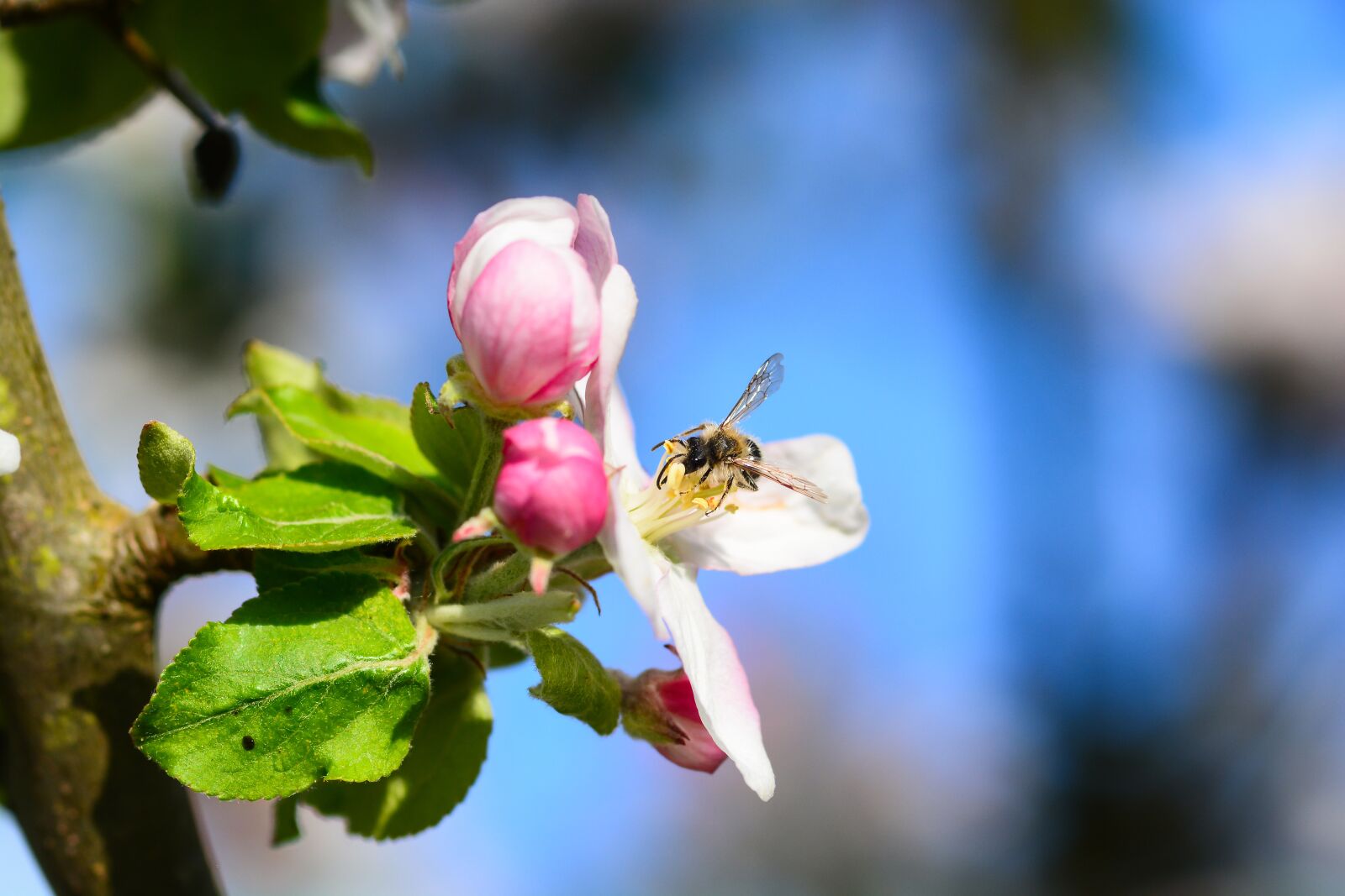 Nikon D7100 sample photo. Bee, wasp, flower photography
