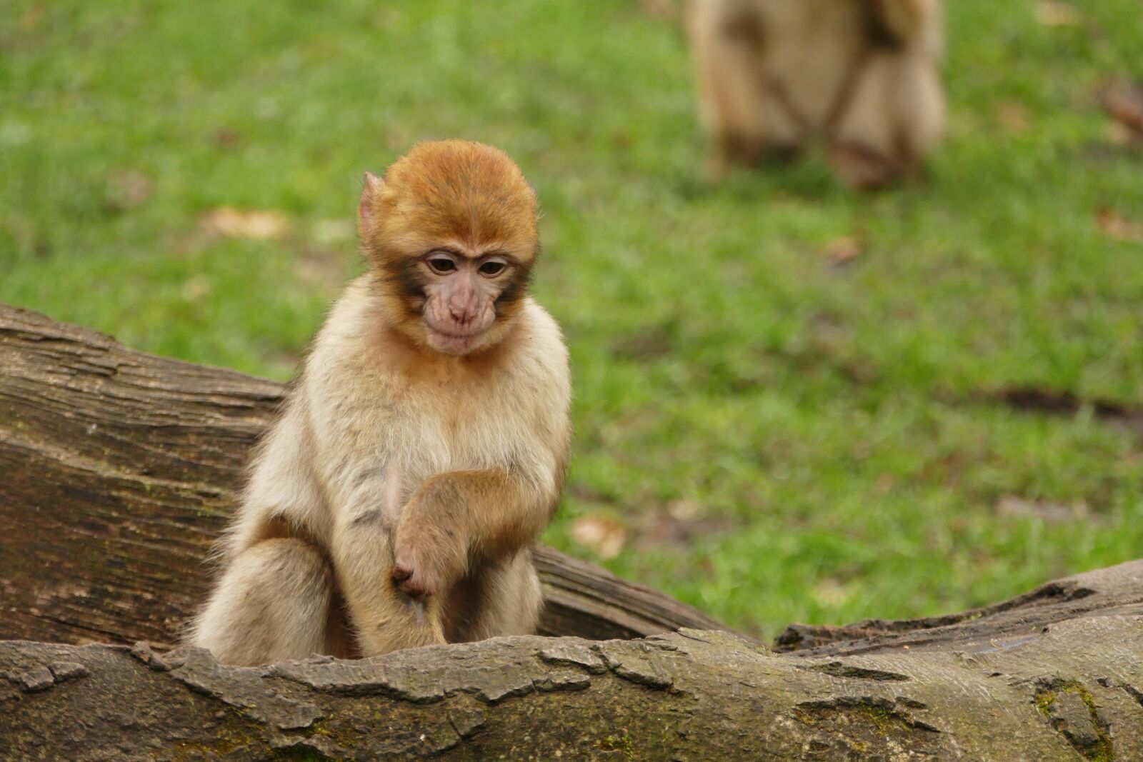 Panasonic Lumix DMC-FZ1000 sample photo. Ape, monkey, animal photography