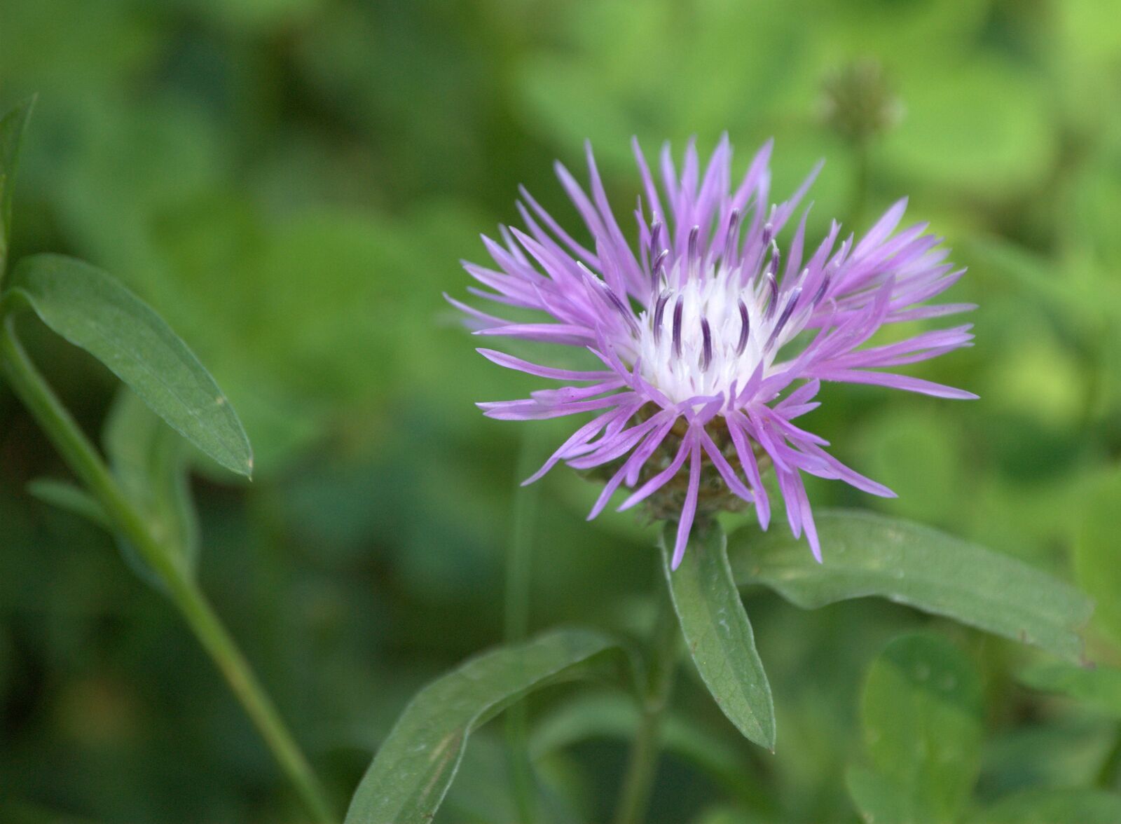Nikon D60 sample photo. Flower, plant, purple photography