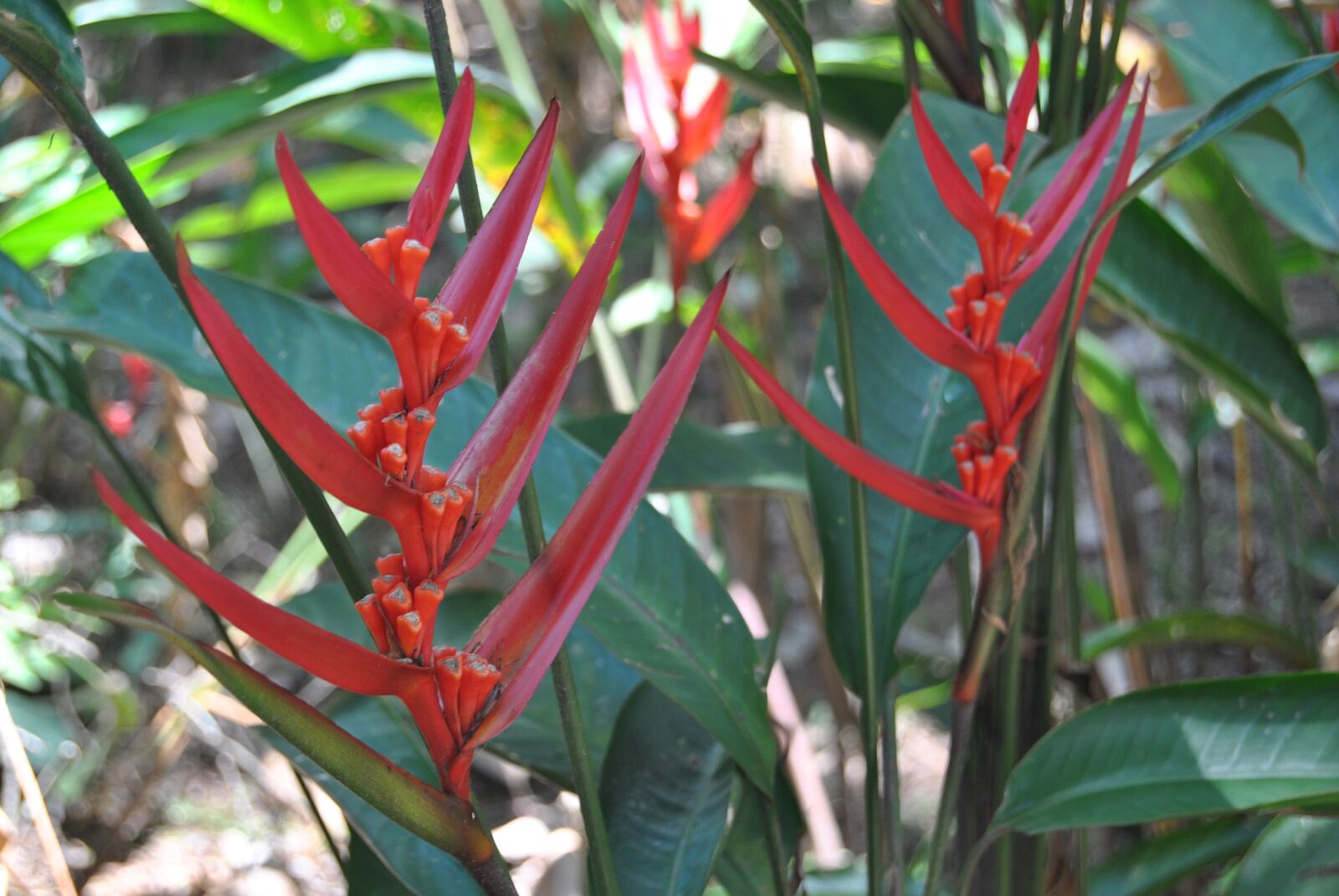 Nikon D3000 sample photo. Flower, flowers, flora photography